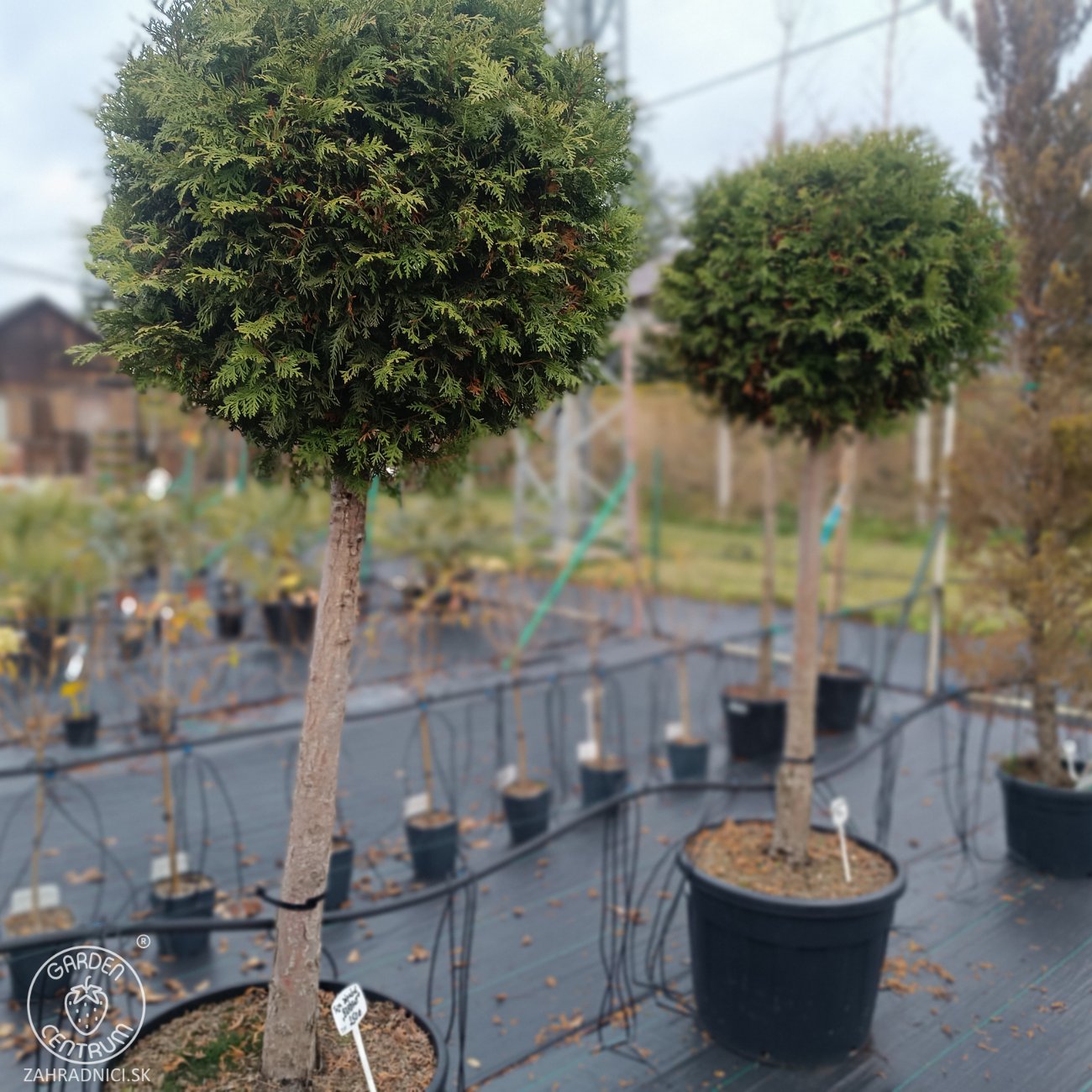 Obrázok Tuja západná (Thuja occidentalis) ´BRABANT´ - výška 200-220 cm, kont. C90L - NA KMIENKU